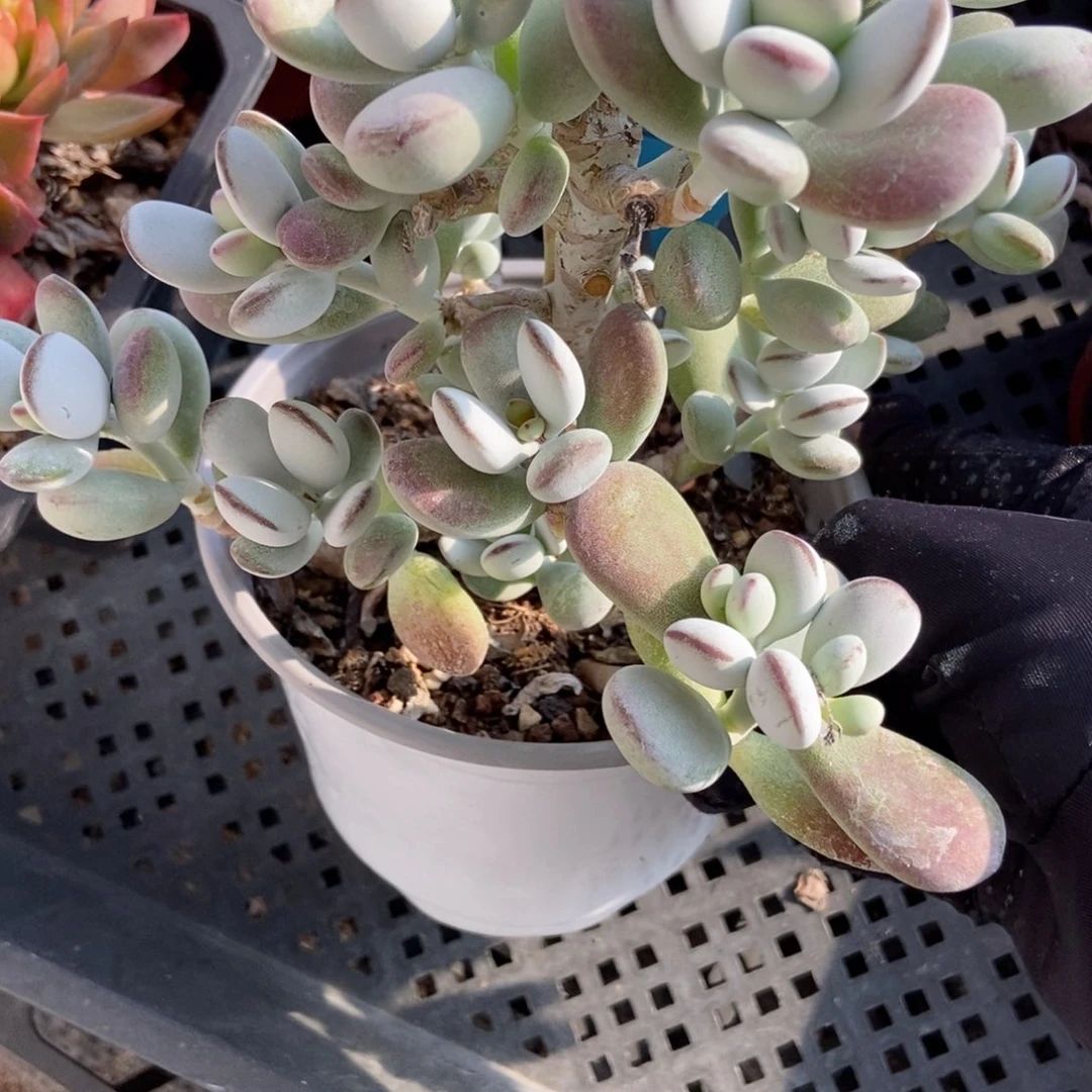 722福娘duopoly was多肉