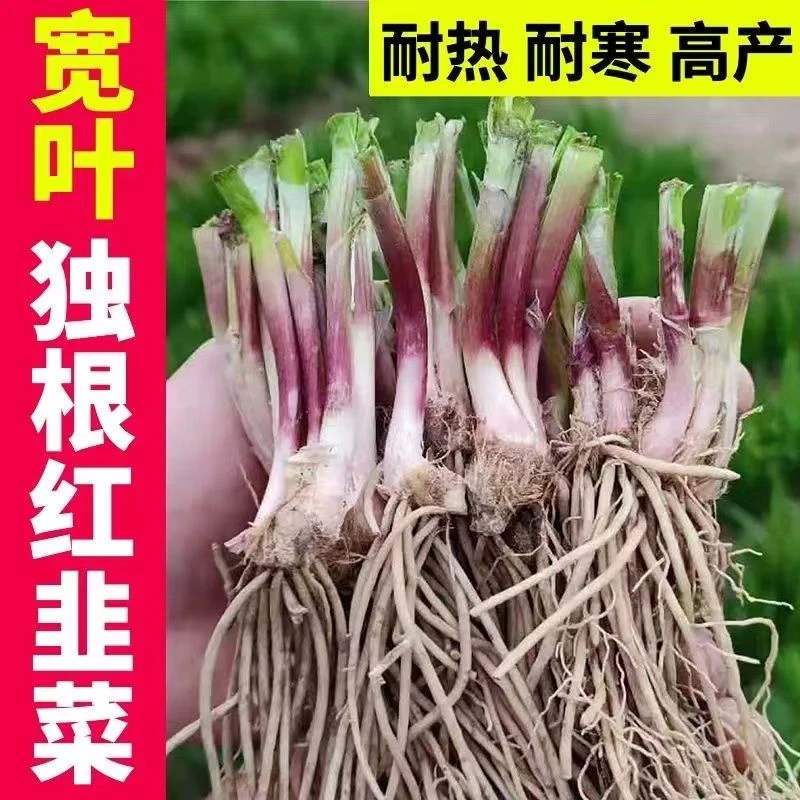 寿光现挖独根红韭菜根当年新苗现挖红根适合阳独根红宽叶韭菜根