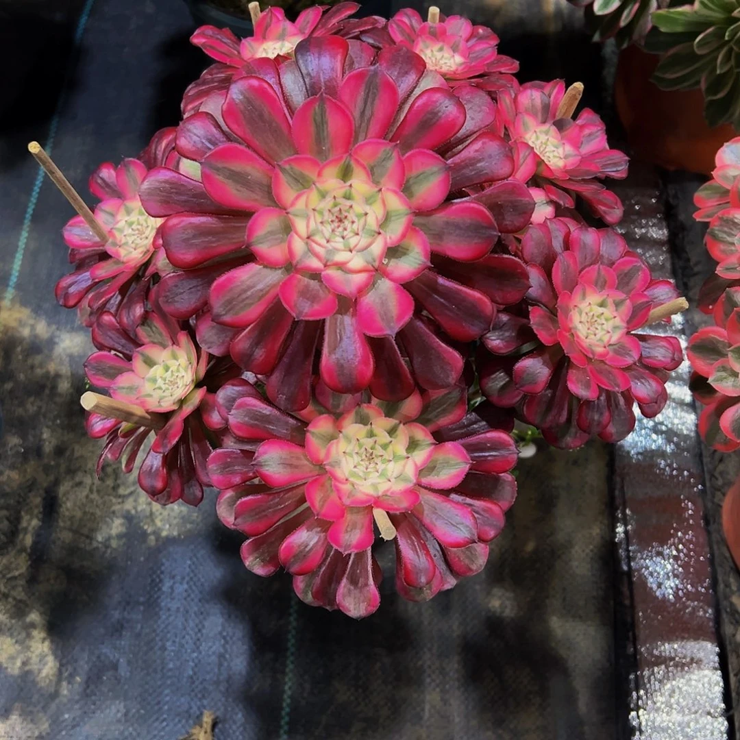 老庄红铜壶超白法师18.8