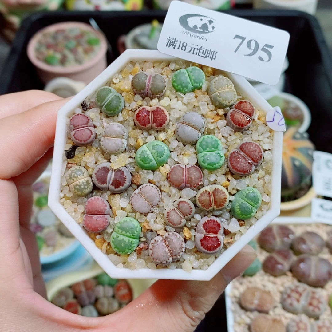 生石花花花花花花795