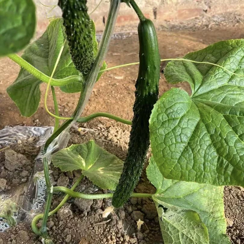 天津本地绿心黄瓜3斤 顺丰包邮新鲜黄瓜同城送黄瓜同城配