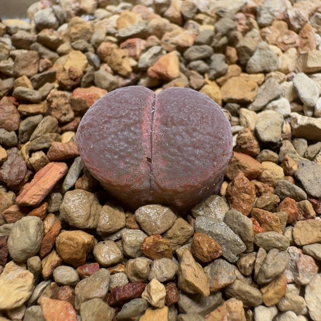 ****①0609-82肉锥肉锥1804.5