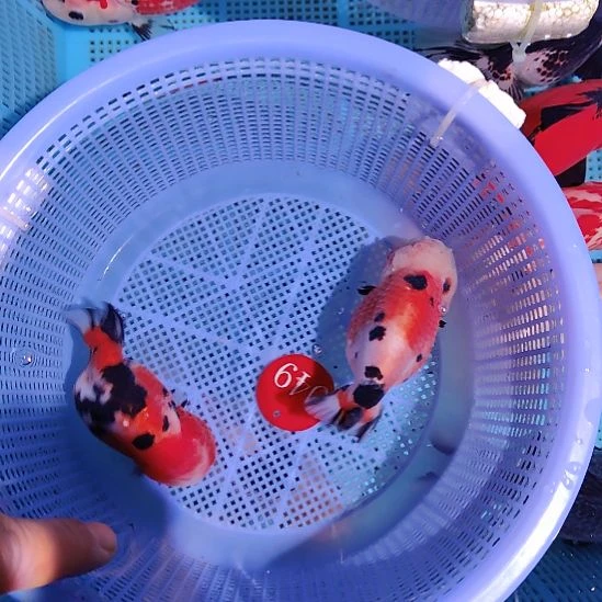 金鱼049兰寿两只特价顺丰包邮