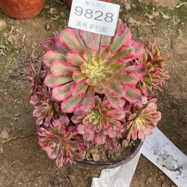 9828红铜的人多肉的