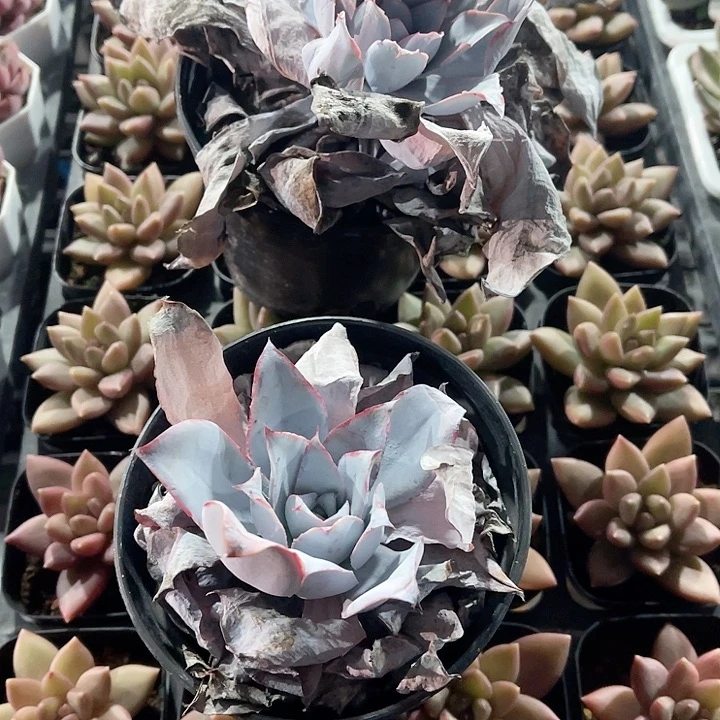 广寒宫两颗精品多肉