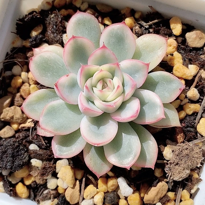 荷花锦一物一拍，