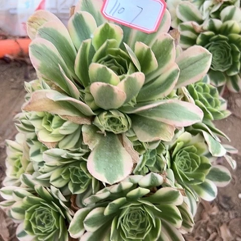 多肉植物迈巴赫110