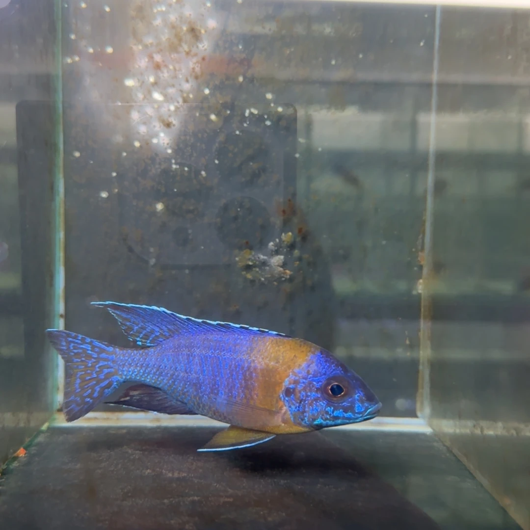 海水鱼67-马里10-11公分