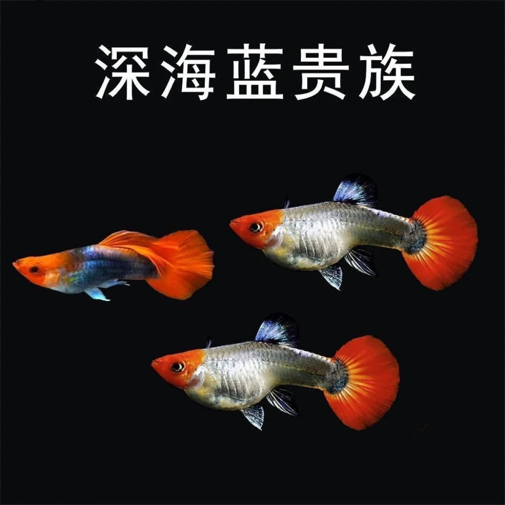 深海蓝贵族精品成年孔雀鱼皮实好养活2+1条备损到手3条