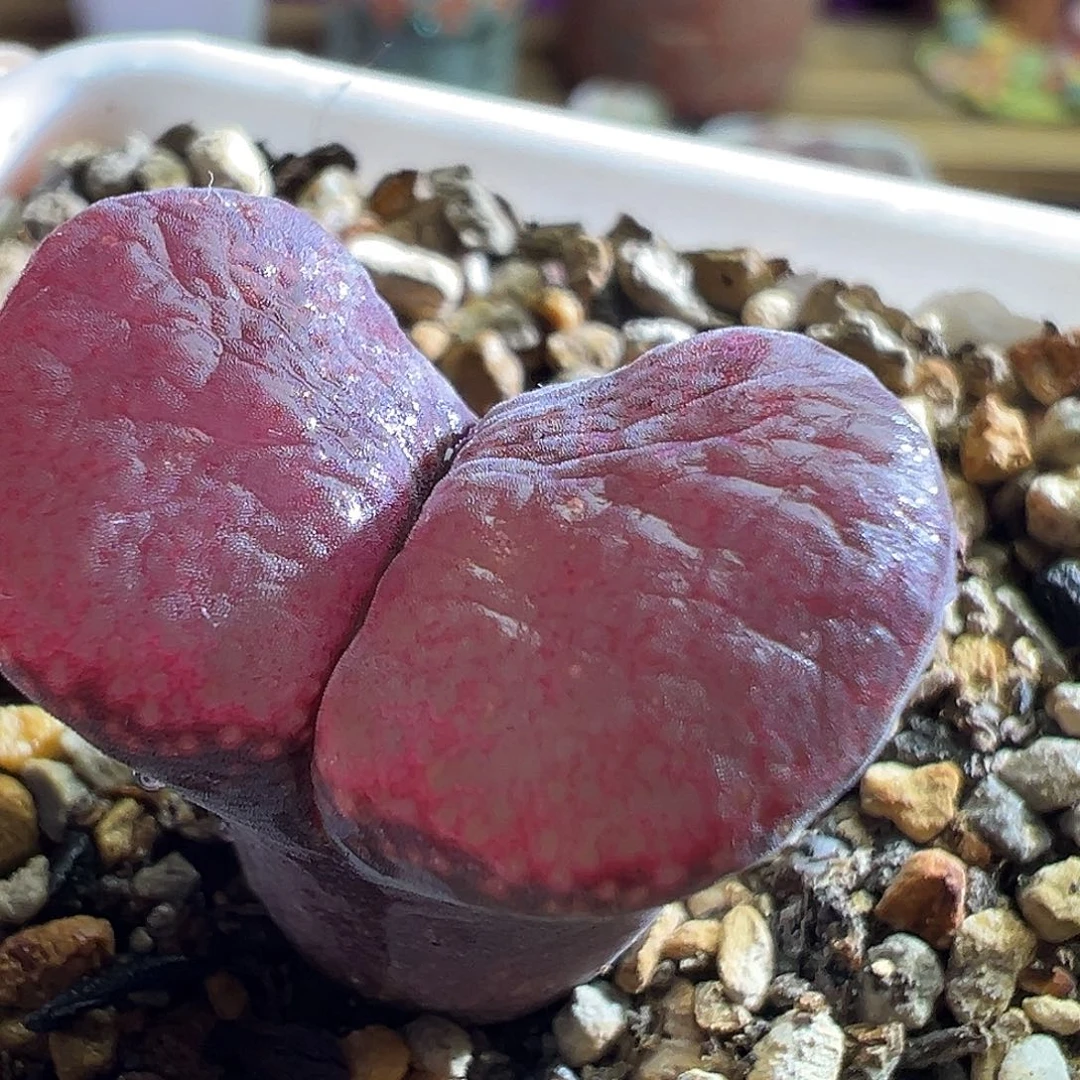 341#。    宽窗大红。