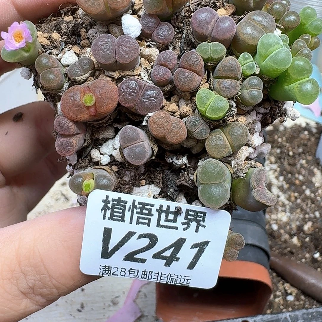多肉植物的润泽efv