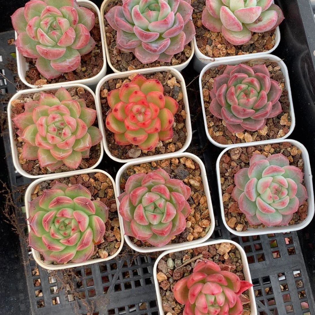 1029-100 七彩珍妮套餐