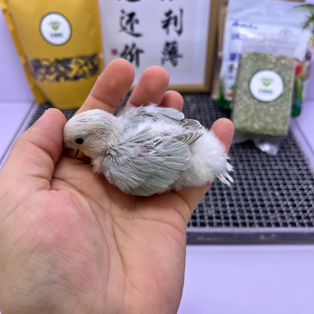 牡丹鹦鹉-精品松熏母X7668