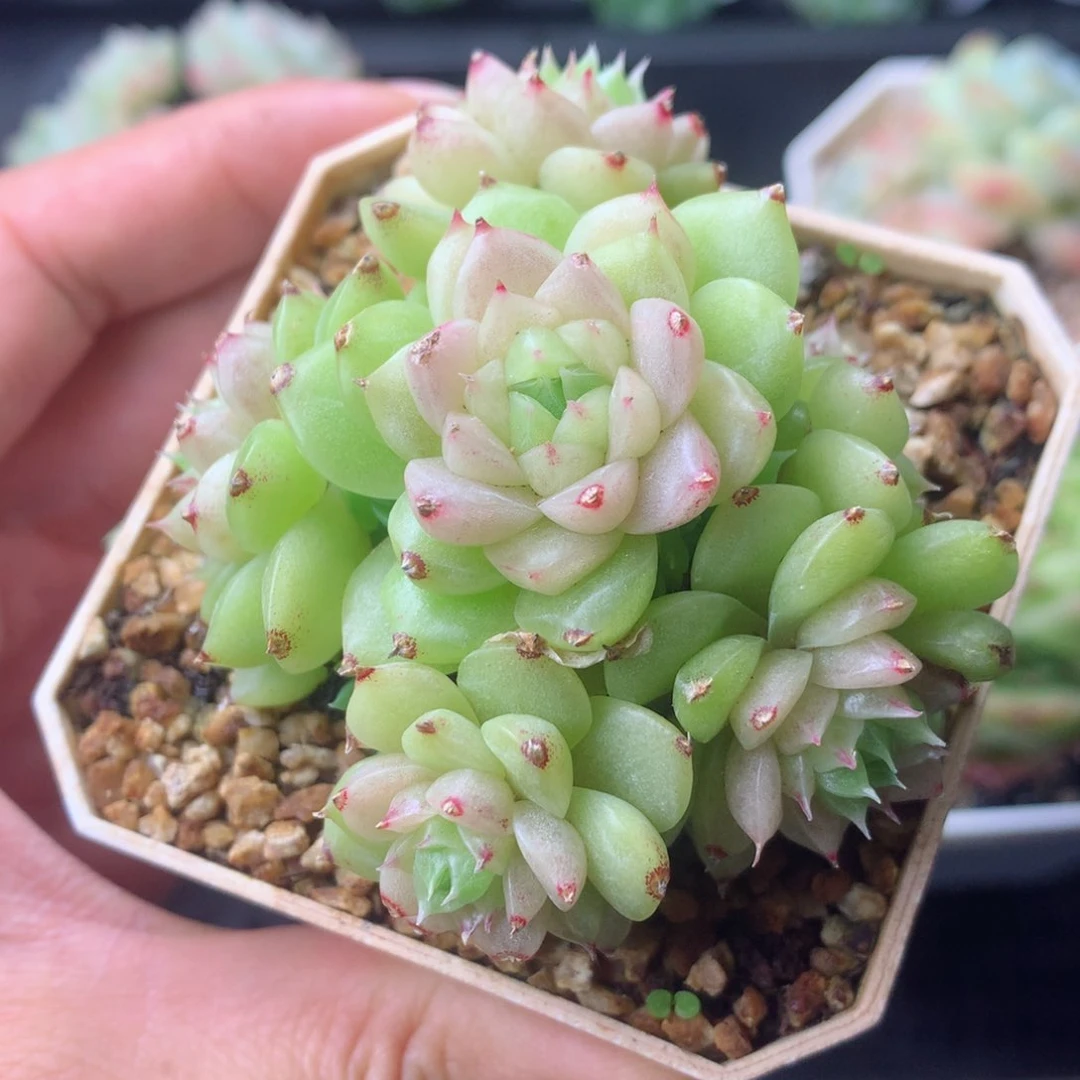 58包邮  群生不包整 115