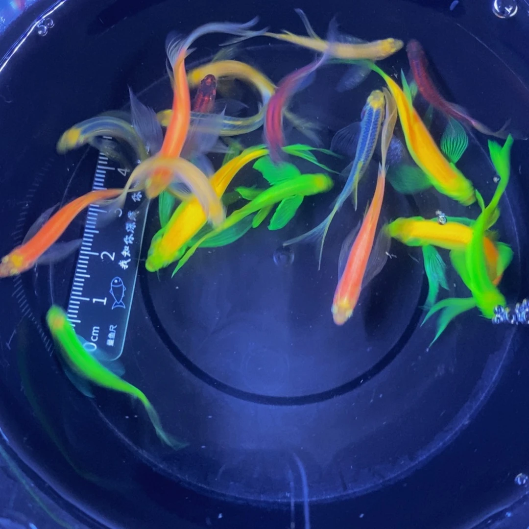 斑马鱼蝶翼斑马3-4厘米18条