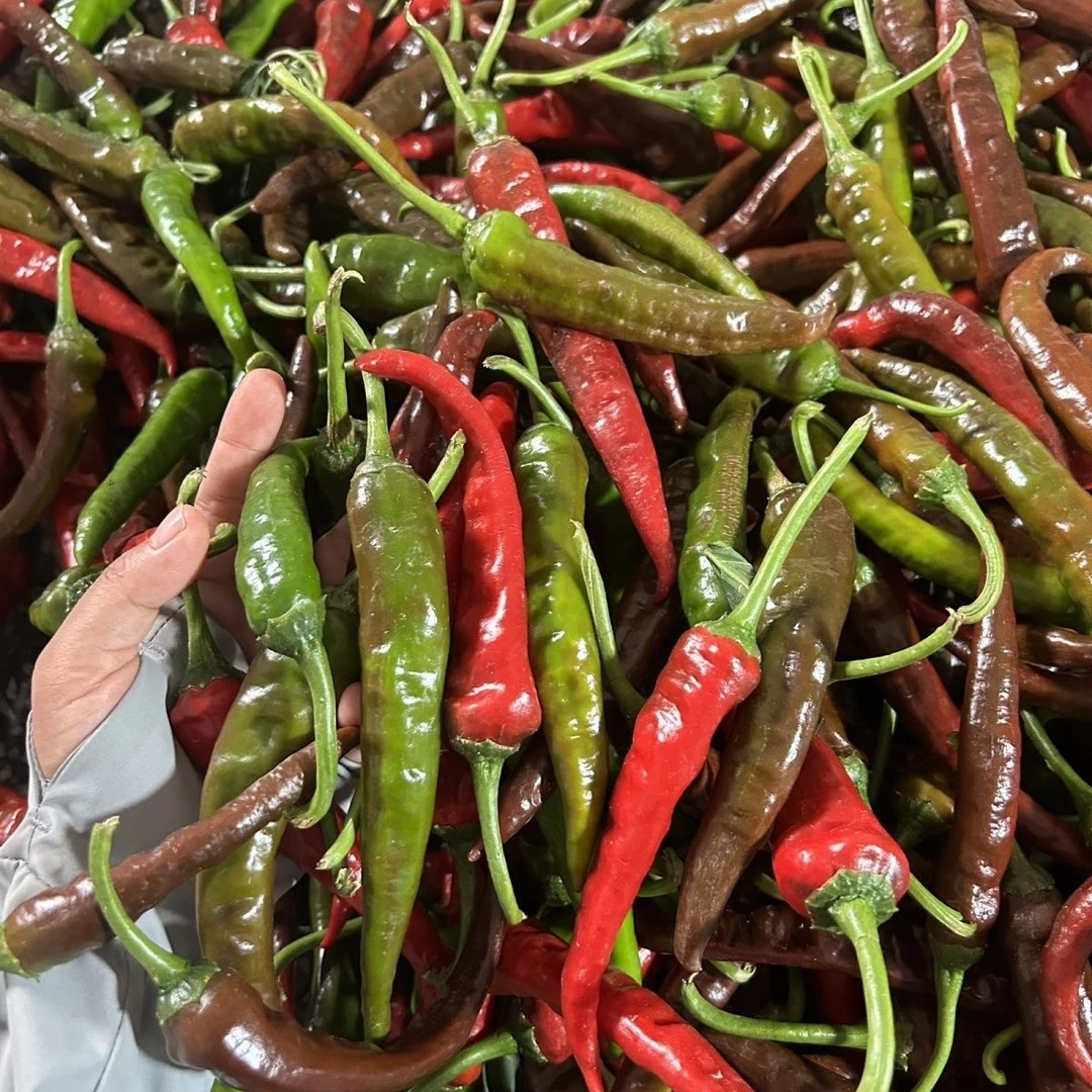 湖南麻阳本地高山辣椒中辣香辣青红紫露天新鲜辣椒可做剁辣椒泡椒