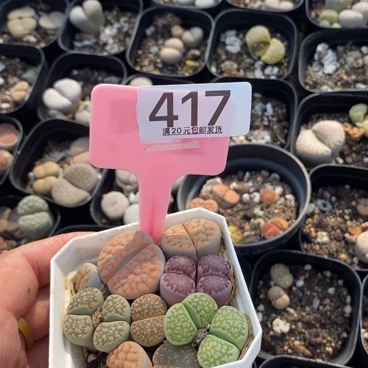 花*?生石花小苗417