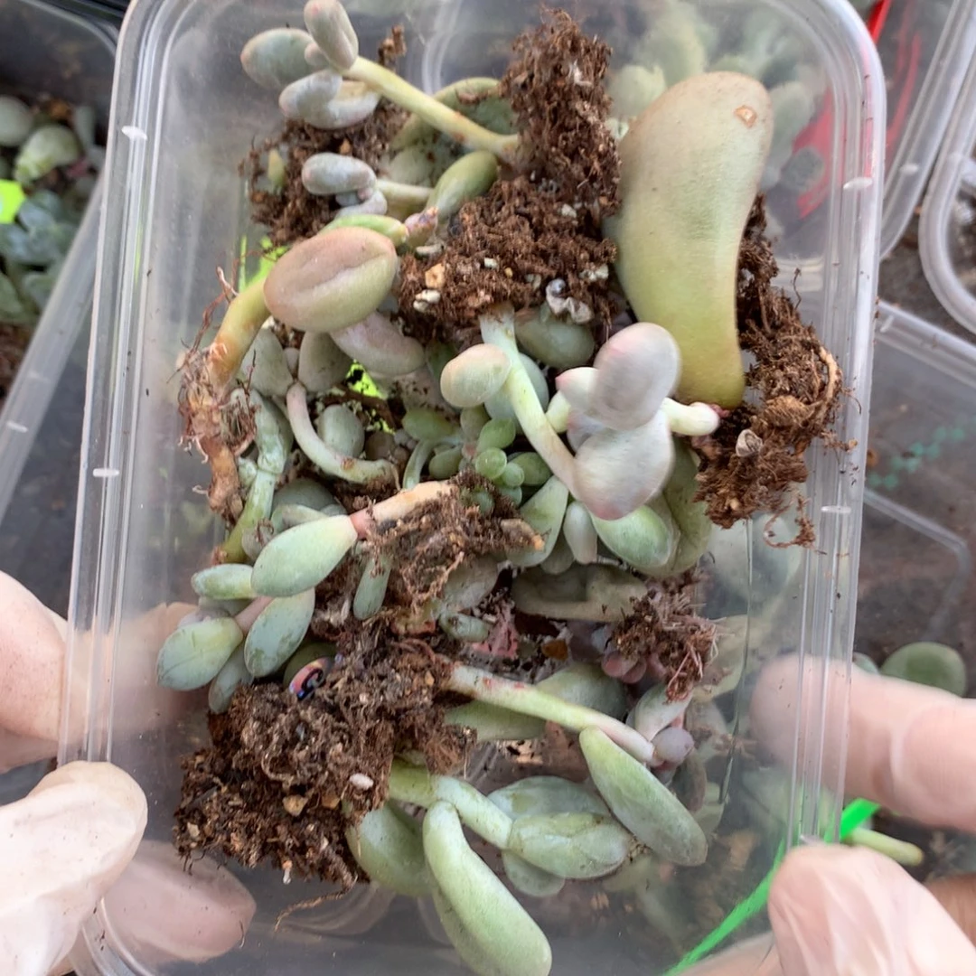 586大叶 米可奶彩虹奶酪等等
