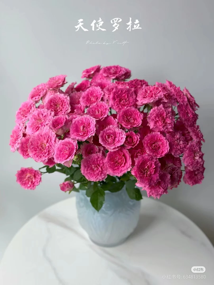 【微风精选】天使罗拉多头玫瑰-1单中通 2单EMS空运