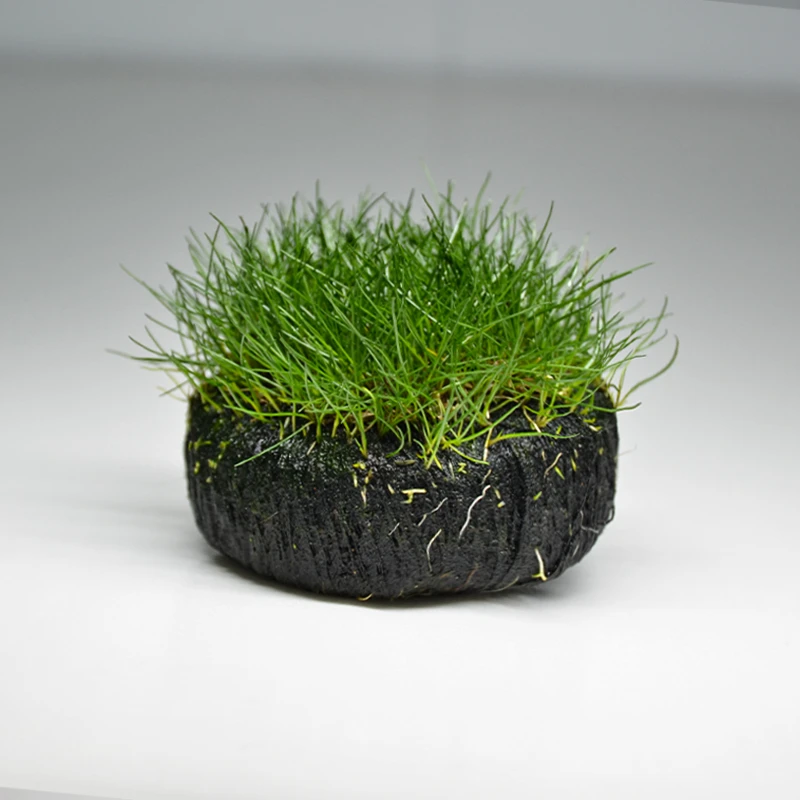 【坨草牛毛福利】 新手懒人水草坨草