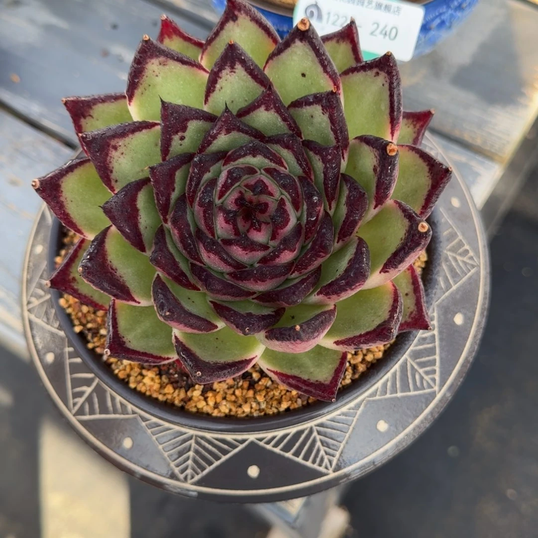 从前慢花园多肉精选编号1222.240