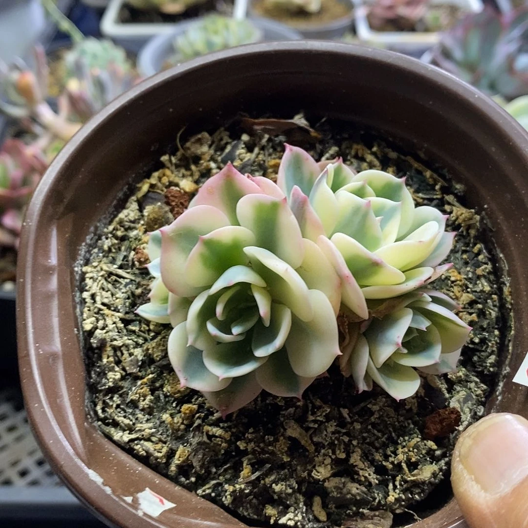 12111 玉蝶锦 4 头多肉