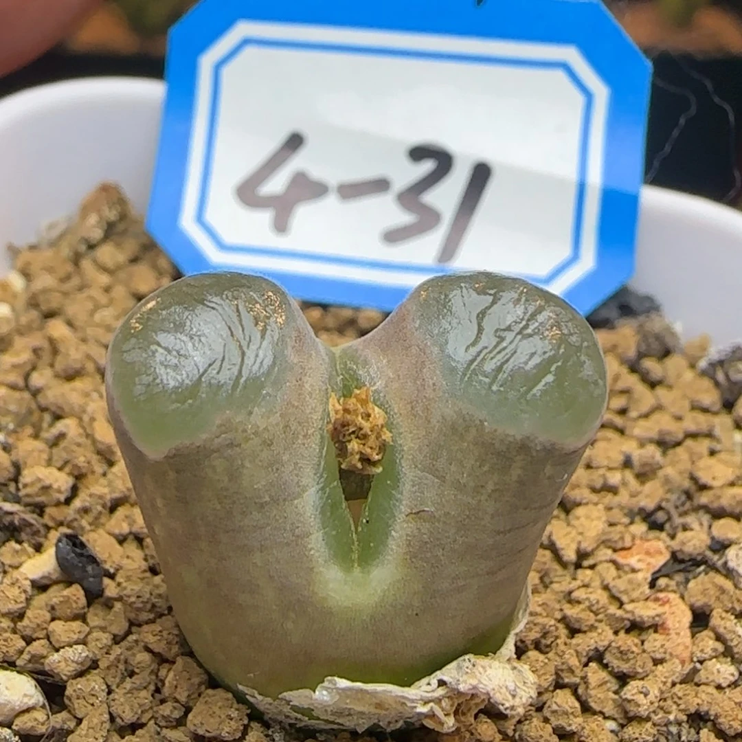 克里普兰磁铁。