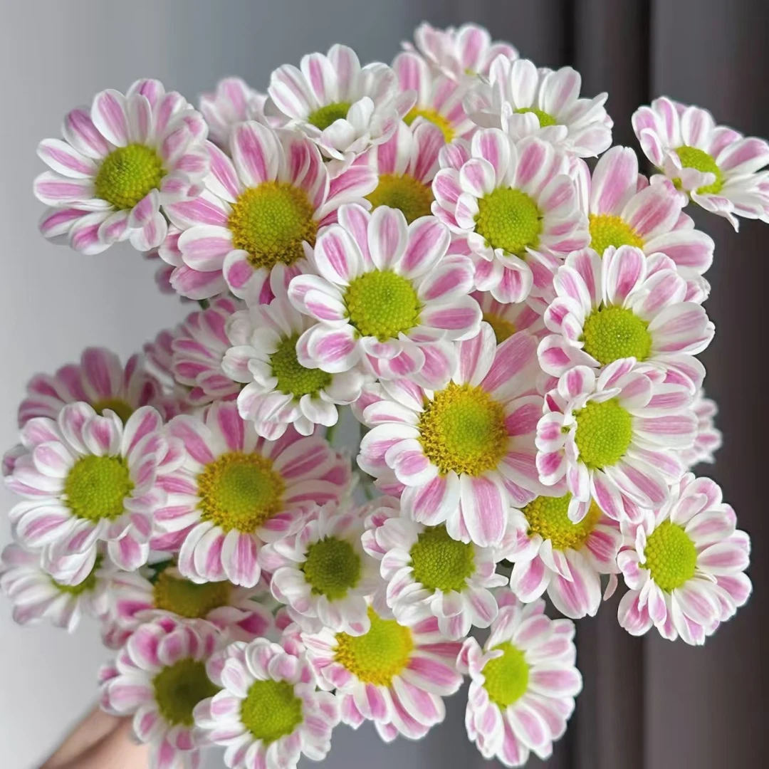 鲁一尼小菊花盆栽颜值高花期长耐晒庭院阳台新手易养护
