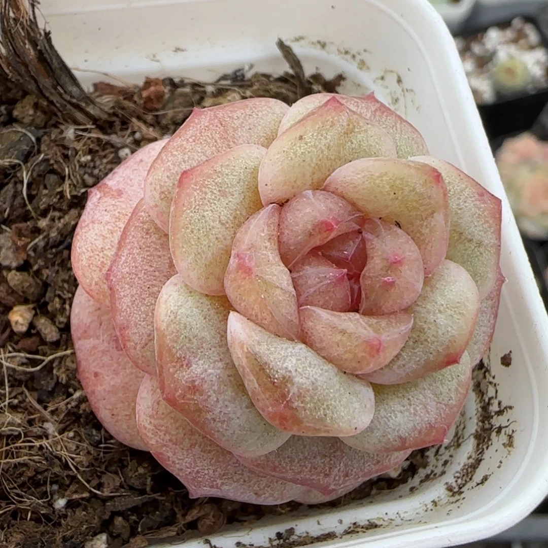 多肉小卡拉米糖心一物一拍