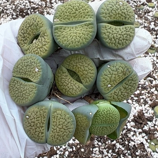 ゛**゛0566.专拍111111111