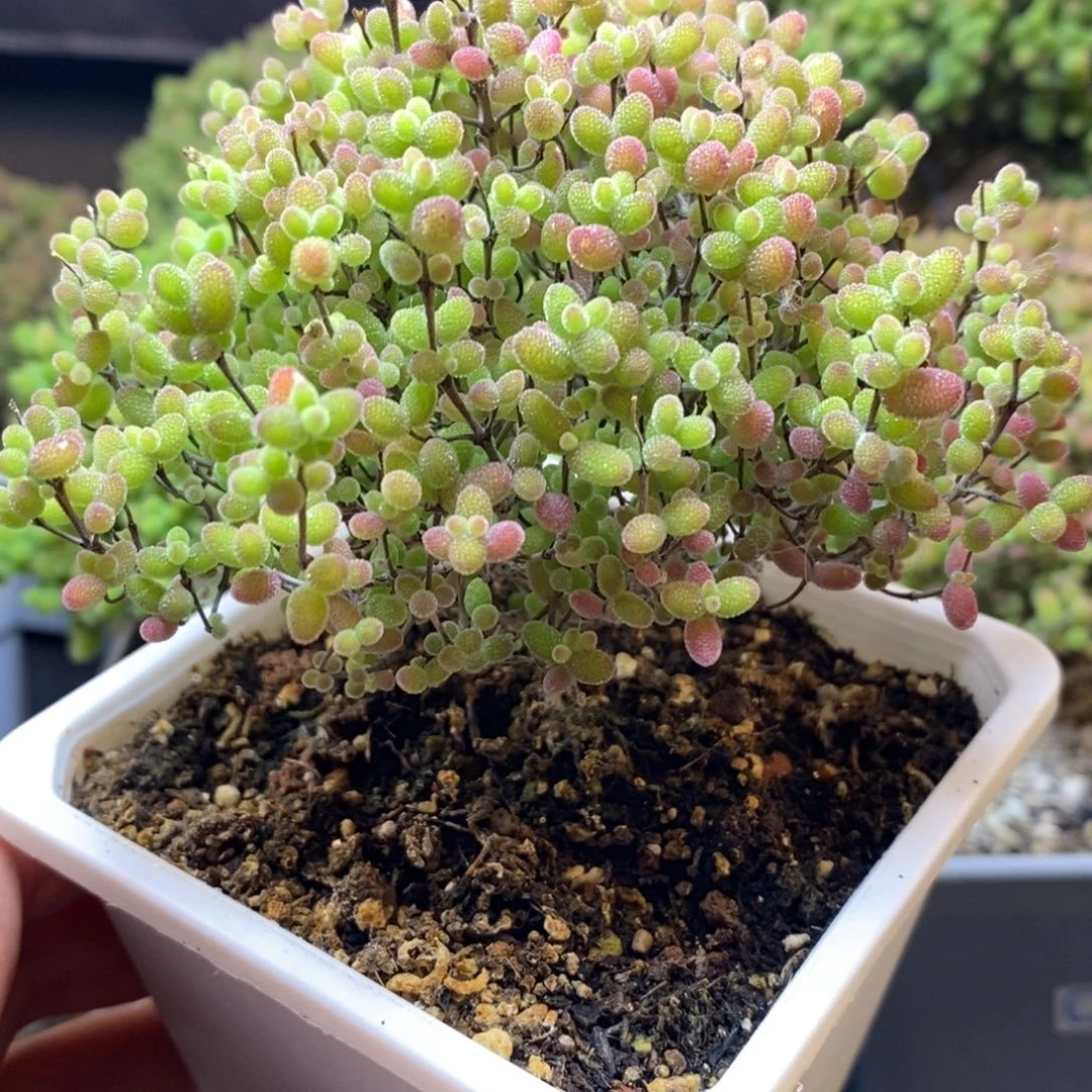 ぃ***ω无花朵9号蜜橘糖球