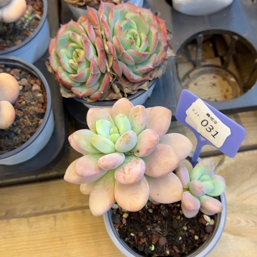 给****?定向9.23-031