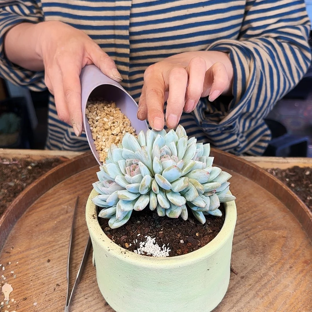 依*@依一，星星橙朵朵缀58    肉