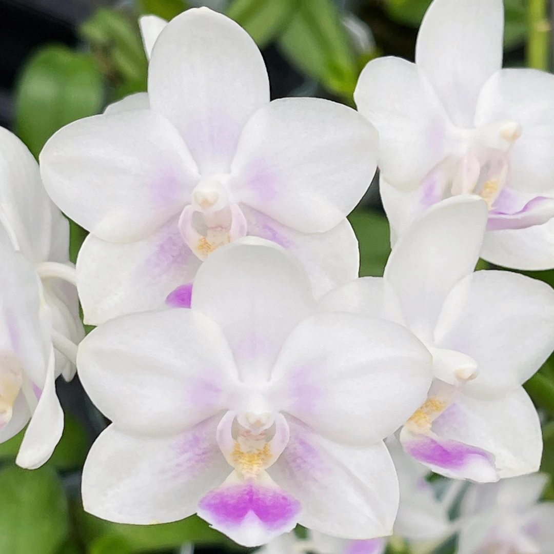 花农杰哥原生种蝴蝶兰直播用链接 雪花