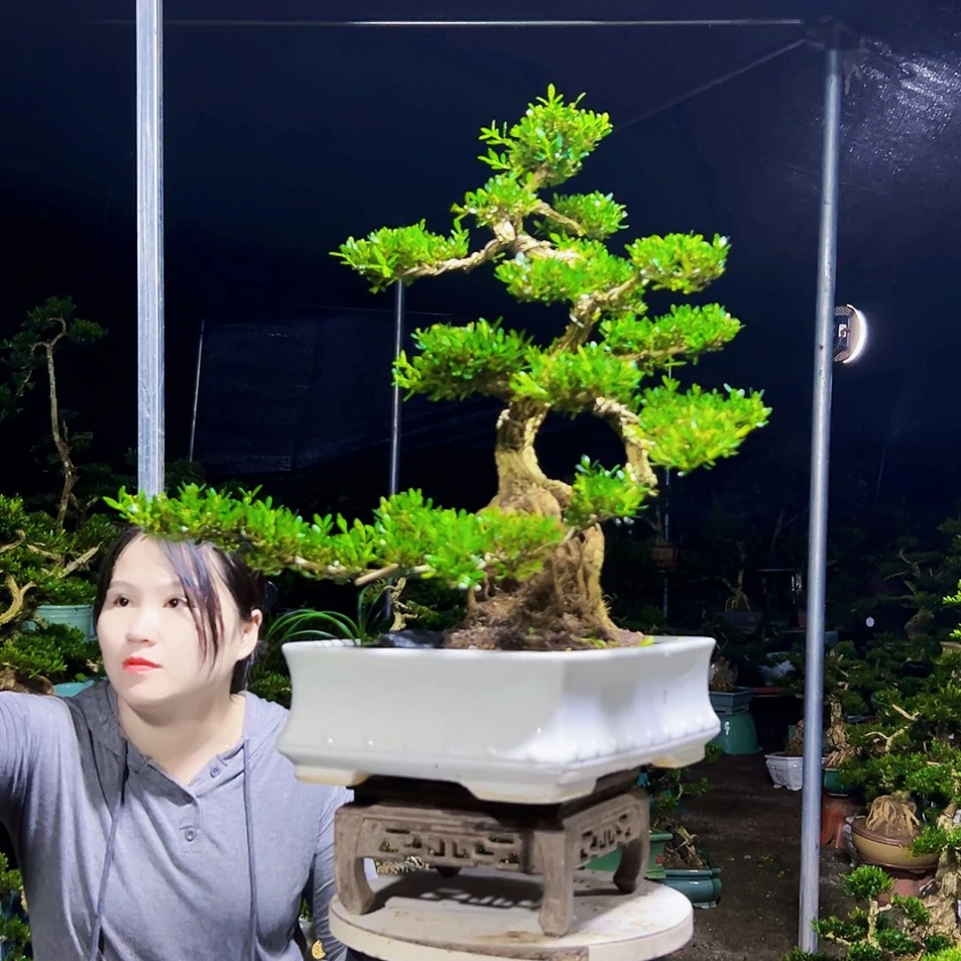 无花朵黄杨木