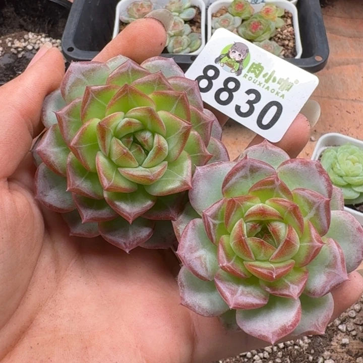 多肉植物多肉植物