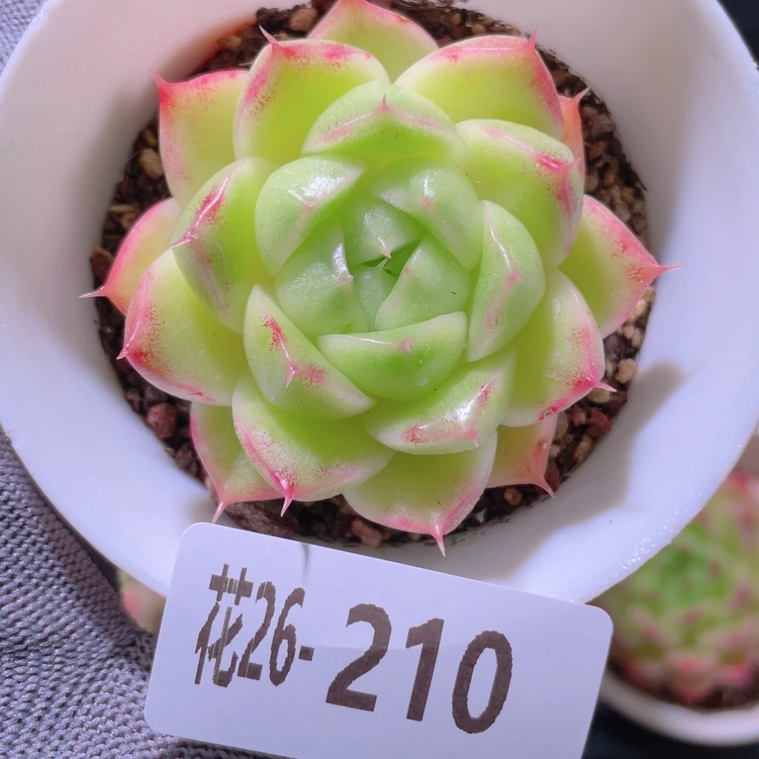 花利美26-210麦秆