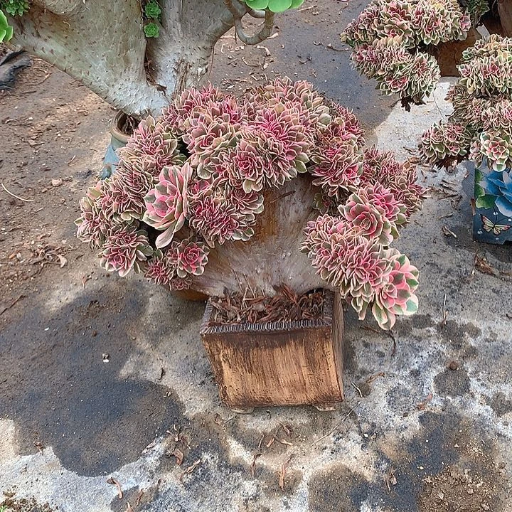 女郎缀化脱土发货啊