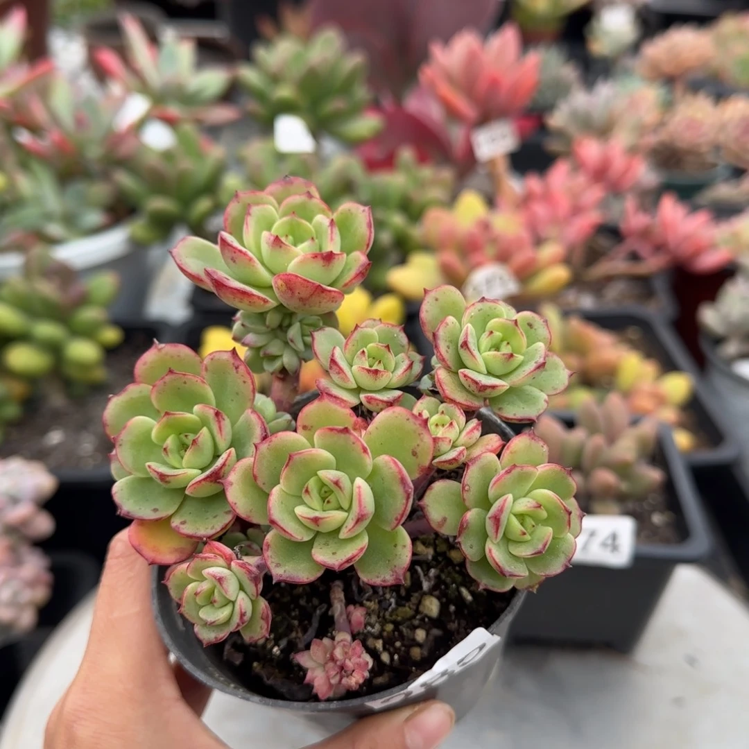 285号 一物一拍 一物一拍