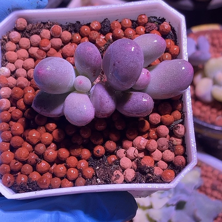 米可奶酪锦基因多肉