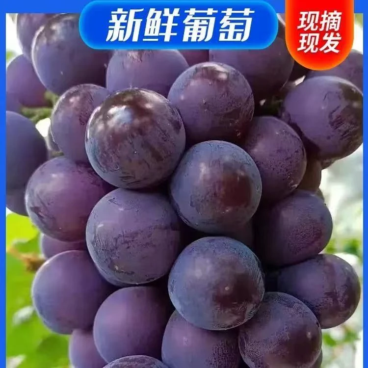 【15.9到手2斤】正宗乒乓球葡萄  肉厚 甜 个大肉厚 葡萄味浓【到货24小时售后 超24无】云南省