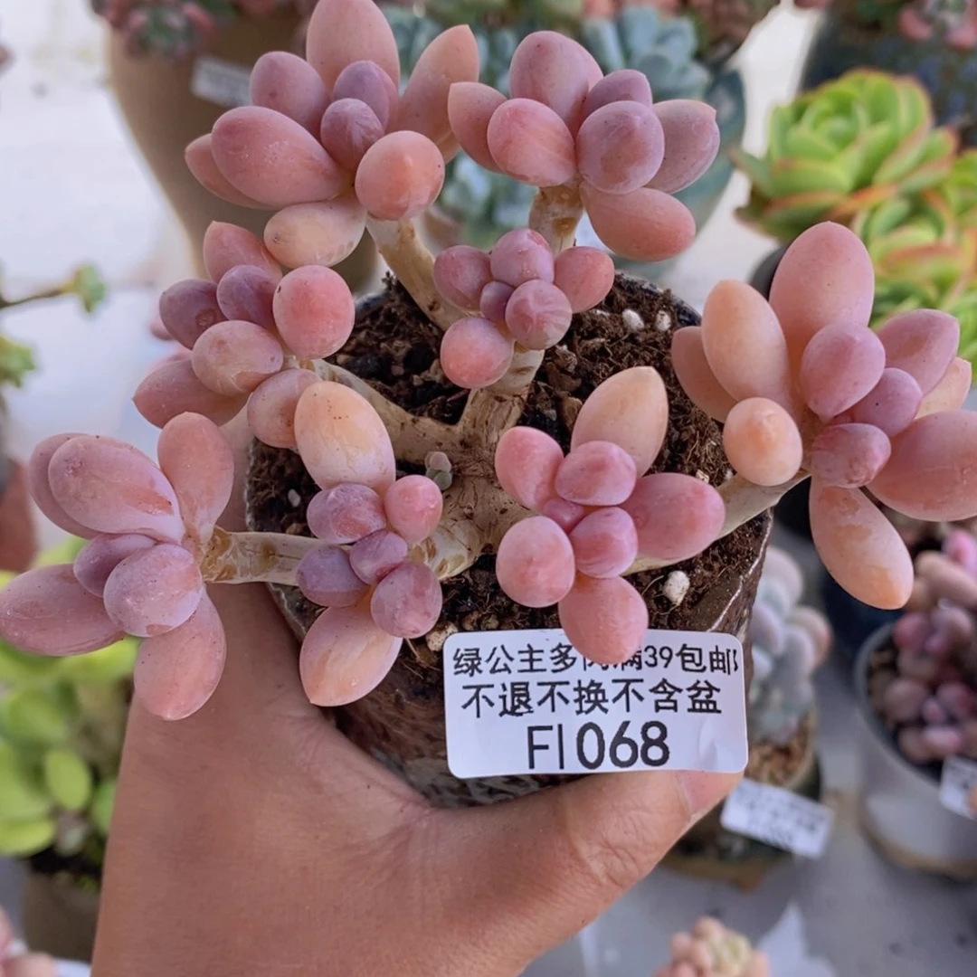 香水手指奶老桩10cm1068多肉植物