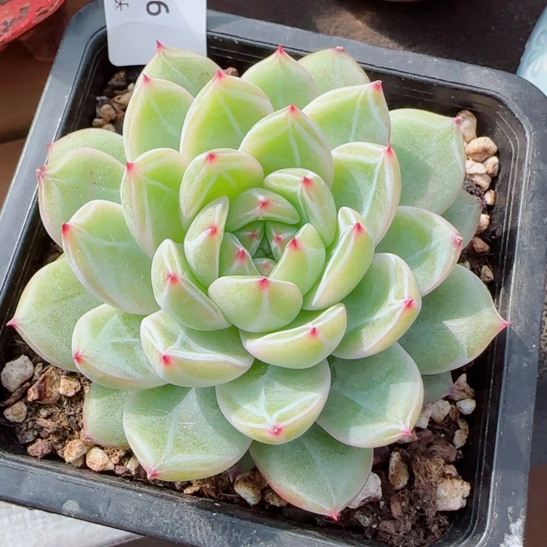 雪花珍妮，9666多肉植物