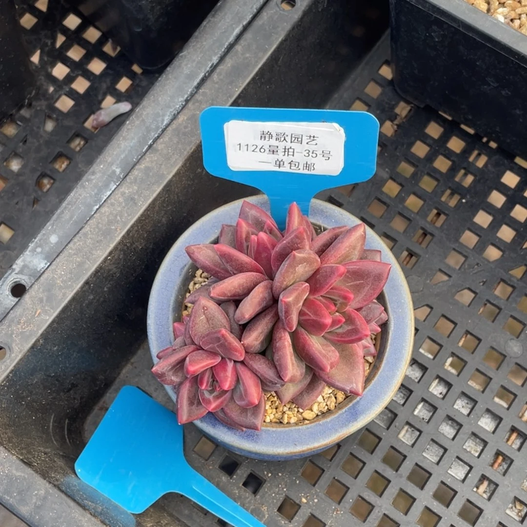 1126-35-迷雾泡泡福利群生捡漏一颗