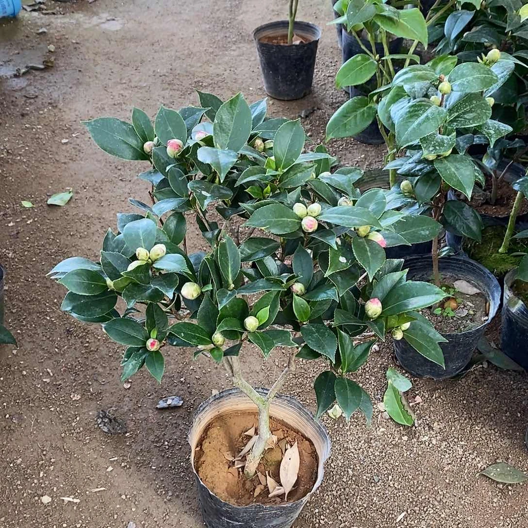 完全开放五色赤丹茶花