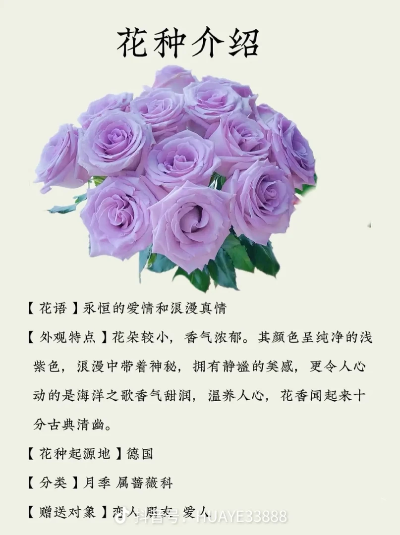 海洋之歌玫瑰花卉玫瑰花20枝2枝正常损耗弗洛伊德何超莲鲜花曼塔