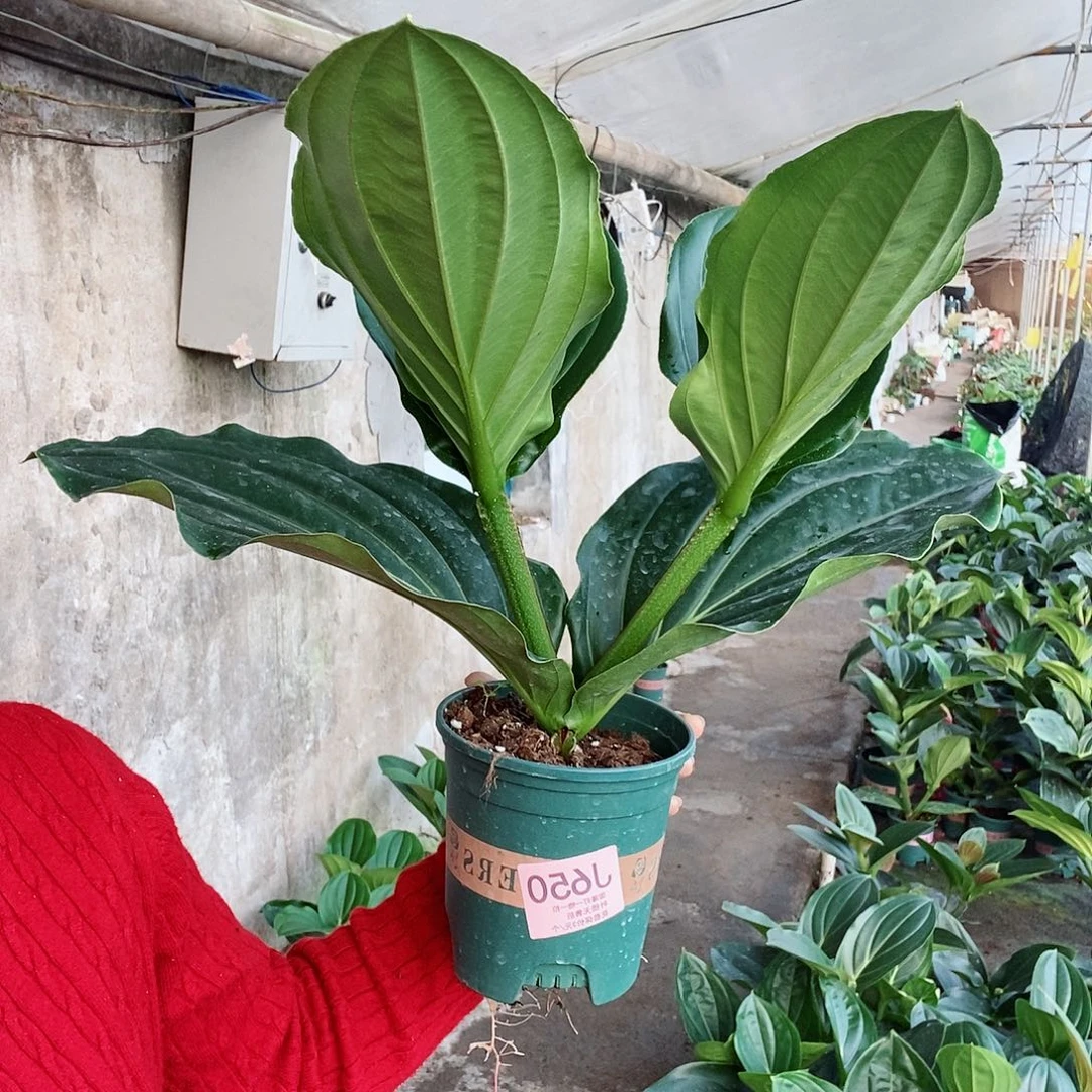 无花朵叶****辉木本花卉650