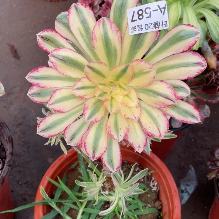 587围巾有砍多肉123456789