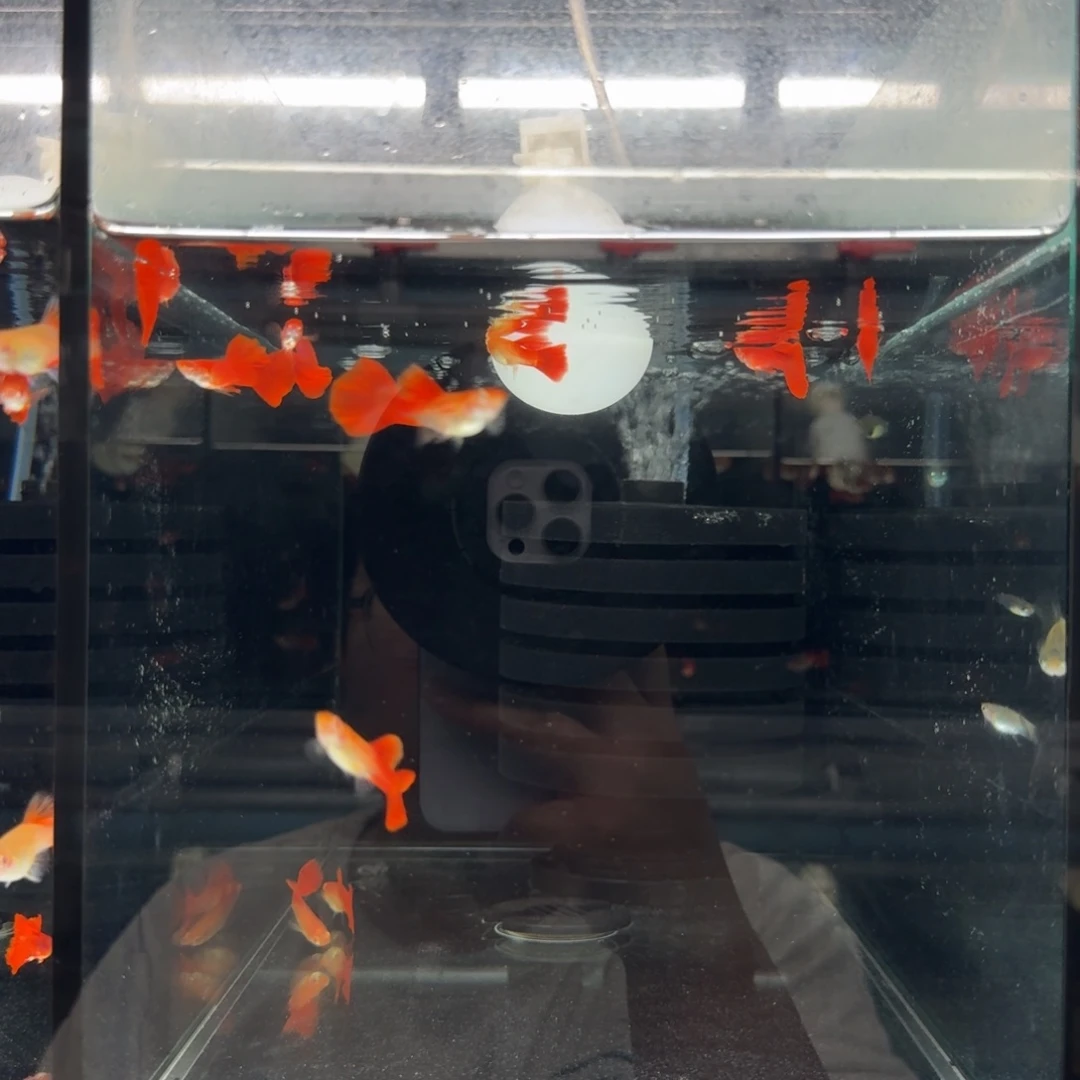 孔雀鱼大背紫鳞血红亚成5对整缸