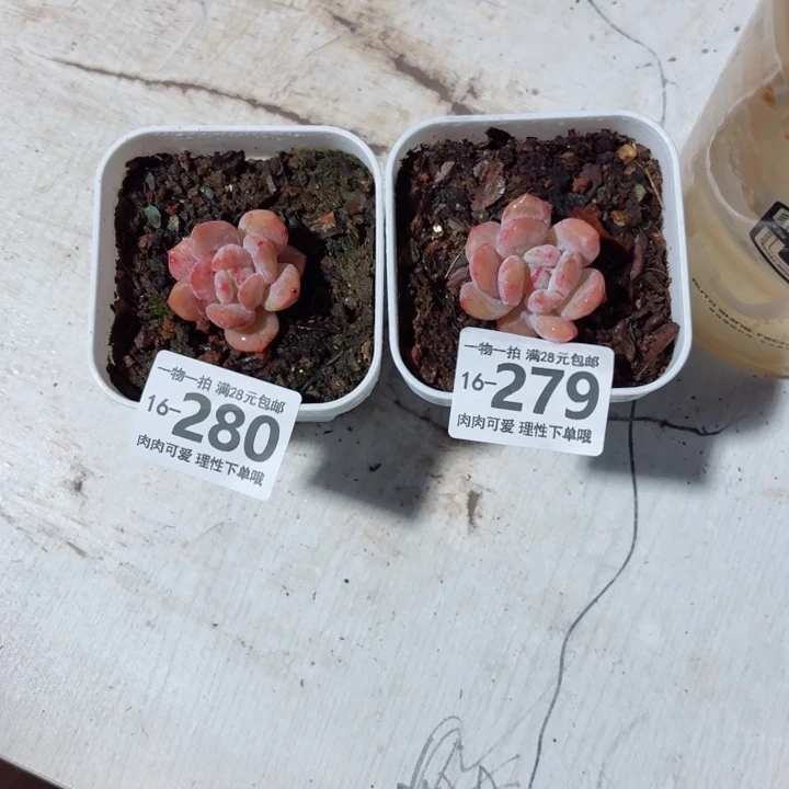 芳****橙梦露无盆土发货多肉多